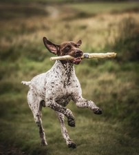 Anco Naturals Giant Bully Roll