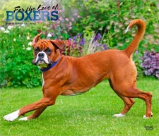 For the Love of Boxers | 2026 14x24" (Hanging) Deluxe Wall Calendar