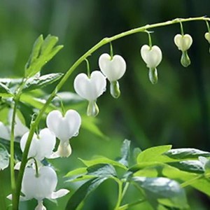 Rare Lamprocapnos spectabilis Red Asian Bleeding Heart Flower 5 Seeds garden