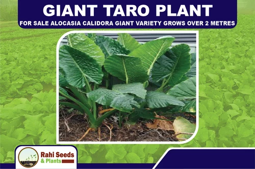 GIANT TARO PLANT for Sale Alocasia Calidora Giant Variety Grows Over 2 Metres!