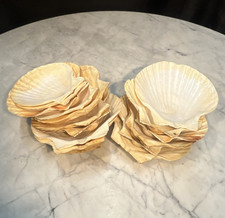 Lot of 19 Natural Scallop Shells Seashells - Scallop Shells Seashell Lot