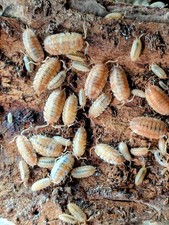 20   Orange Koi  Isopods LIVE Porcellio scaber  Potential Free Springtails 
