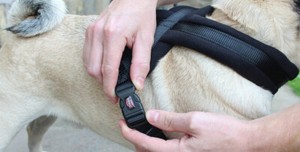 premium dog harness