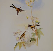 Vintage Gould MEXICAN SHEAR-TAIL Hummingbirds Bird Art Print Bookplate 155