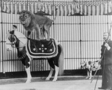 1893 Hagenbeck's Trained Animals Photo Lion on Horseback Circus Act 8x10