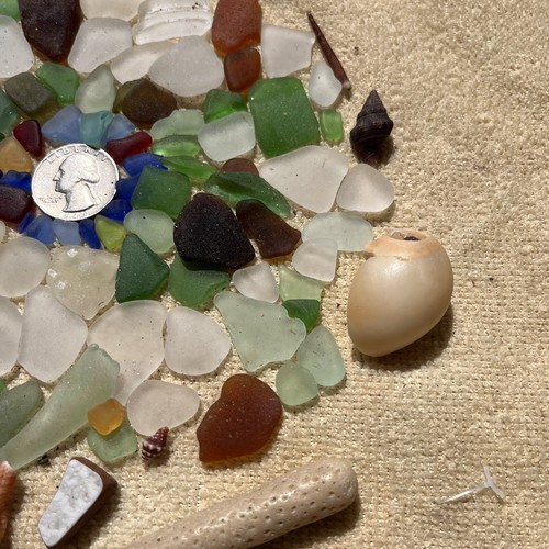 Sea Glass Shells Stones Coral Puerto Rico Full Beachcomber Hunt February 4, 2025 - Picture 4 of 10