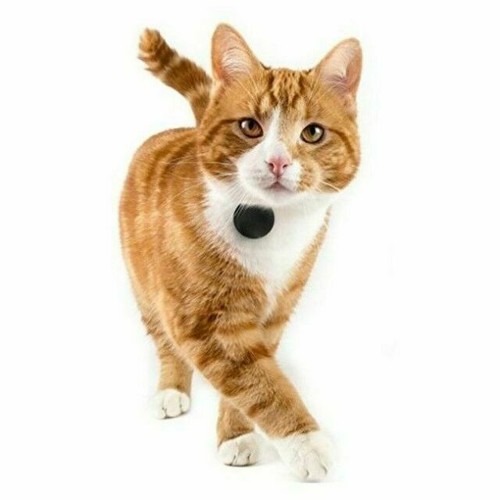 tabcat cat tracking collar