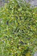 Mistelzweig Mistelkrone mit Beeren frisch geschnitten verschiedene Gr&ouml;&szlig;en