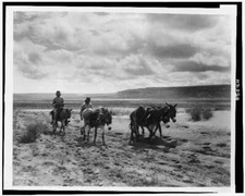 Burros,Moki men on the road,Hopi Indians,c1900,Edward S Curtis,Photographer