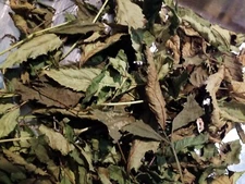 8 OZ HOJAS DE TRONADORA RETAMA DIABETINA ORGÁNICAS ESCANDOR TECOMA STANS