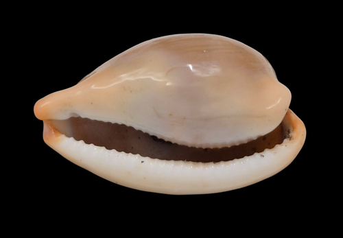 Conchiglia Shell CYPRAEA LURIDA Sardegna, Italia 53,0 mm BIG SIZE # 015 - Foto 4 di 4