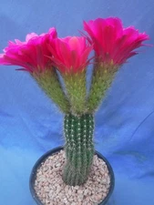 Echinopsis "Lavender" Cactus Succulent Plant HUGE 5" Lavender Flower 7" Tall Q8