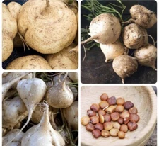 50+SEEDS Jicama I Mexican Yam Bean | Non-GMO Root Potato, Tuber Vegetable,