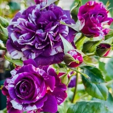 20 "Scented Jewel" Purple & White Rose Seeds Fragrant Floribunda Variety