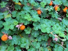 3 Rooted Cuttings of Formosan Raspberries Tasty Edible Landscape Ground Cover