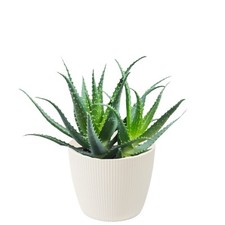 Blumentopf Übertopf Rund – 7 Größen, 11  Farben – Modern & Dekorativ