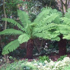 Tree Fern Log, Dicksonia Antarctica, 3ft Trunk, Exotic Hardy, Ready to Plant