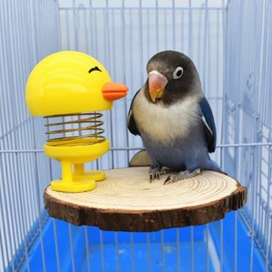 parrot toy supplies