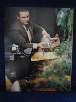 thunderbirds attack of the alligators