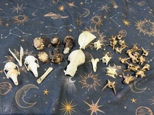 Nature Found Bone Bundle Fox Badger Rabbit Antler Taxidermy Goth Pagan Oddities