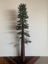 O On3 S Sn3 HO HOn3 HandCrafted 24  Tall Tree...