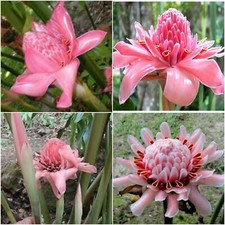 Etlingera elatior Torcia Rosa Zenzero - 50 Sementi