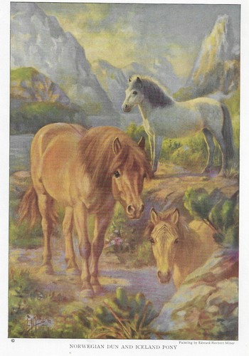 Norwegian Dun | Icelandic Pony - CUSTOM MATTED - 1923 Vintage Horse Art Print