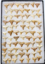 Shark Tooth Fossil - Ouled Abdoun Basin - Morocco - 1 Per Purchase