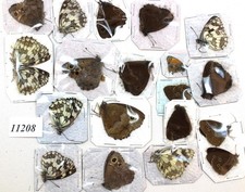Satyridae Mix butterflies satyridae 20pcs  11208/  Zmyiv reg,Kharkiv Ukraine