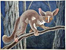 Riesengalago Maki Lémuriens Madagascar Singe Lémur Gouache Aquarelle 1960/70