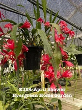 Rooted Epiphyllum Orchid Cactus “April Shower” Growing In 4” Starter Pot.