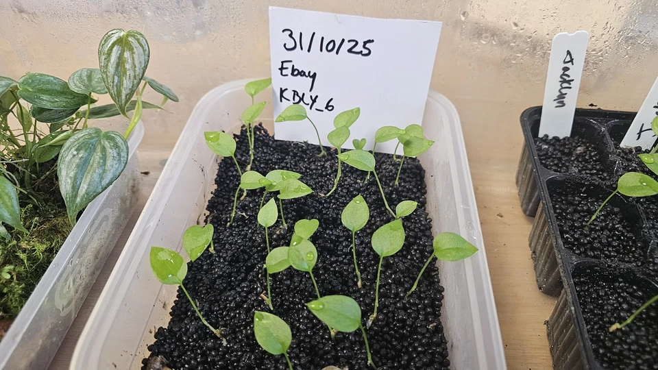 Anthurium vittarifolium Seedlings Samen
