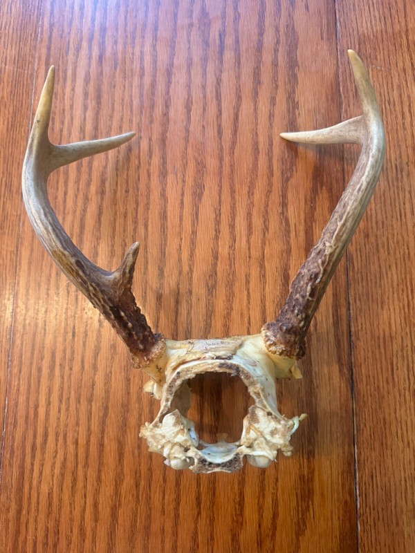 5 Pt. Deer Sheds/Antlers (will Cut From Base Before Shipping If Desired)