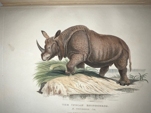 Cuvier 1824-1825 Private Collection Volume 103 H/C Plates Only Beautiful Fine - Bild 5 von 20