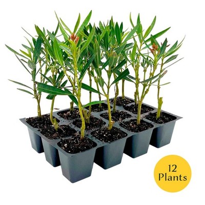 Petite Pink Dwarf Oleander (Nerium oleander  Petite Pink ) in 2.5'' Nursery Cubes