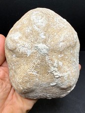 Rare XL Clypeaster Sea Biscuit Fossil &ndash; 5.5&rdquo; Fluorescent Florida Echinoid