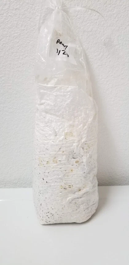 Sustrato de hongo de grano esterilizado (trigo) - 3 libras cada bolsa con puerto de inyección Foto 4 de 4