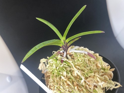 (BIN)Neofinetia falcata(japaneseorchids)red flower/triple spur/AKAUSAGI 赤兎 - Picture 3 of 7