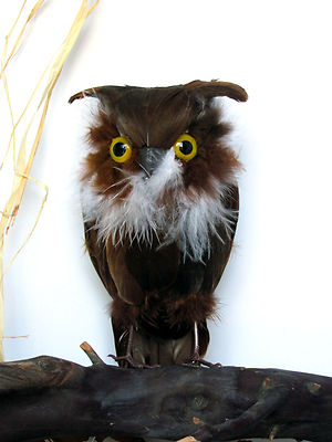 6.5'' High -Feather Owl color in Brown on Nat Feather 