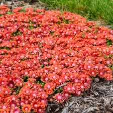 2000+ ICE PLANT SEEDS NON - GMO FRESH FOR GARDENS