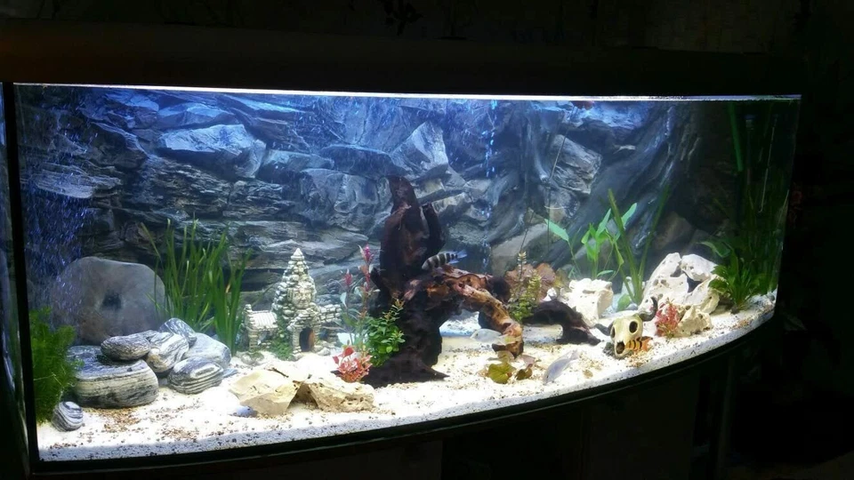 Aquarium Terrarium Schiefer platten Natur 10 Stück (1,90€/Stk) 10-25 cm Platten - Bild 2 von 2