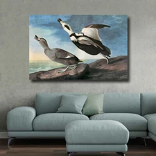 LABRADOR DUCK Audubon  -  CANVAS or PRINT WALL ART