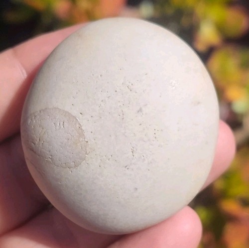 Discoidal Indian Artifacts Hard Stone Eye Agate 2" California Museum Quality