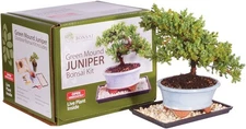 Brussel's Live Green Mound Juniper Outdoor Bonsai Tree Kit - 3 Years Old; 6" to 