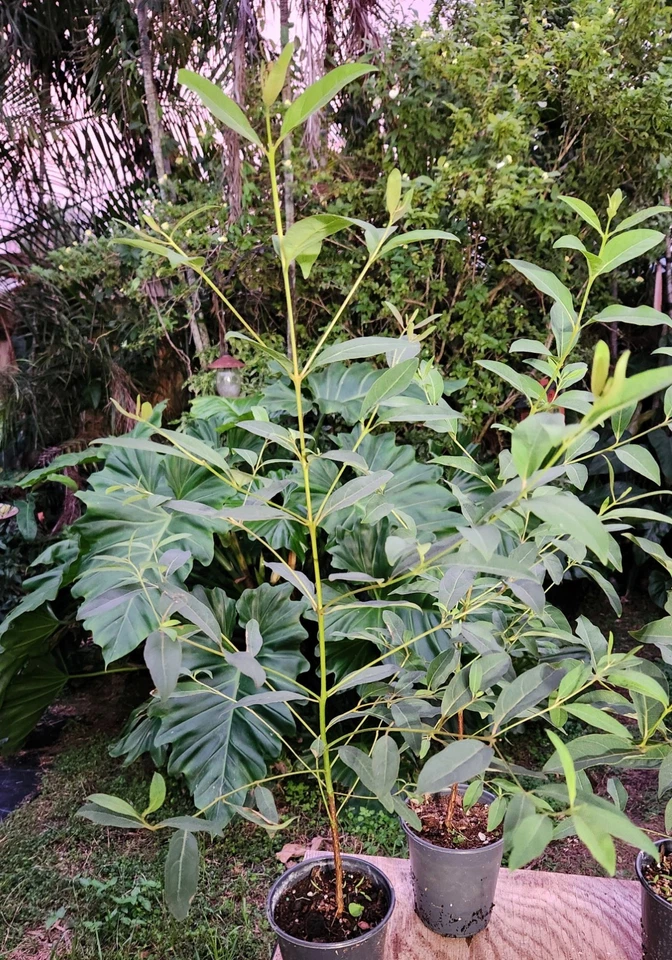 Árbol de eucalipto arco iris deglupta en maceta de 5" de 17" de alto (no semillas) Foto 2 de 4