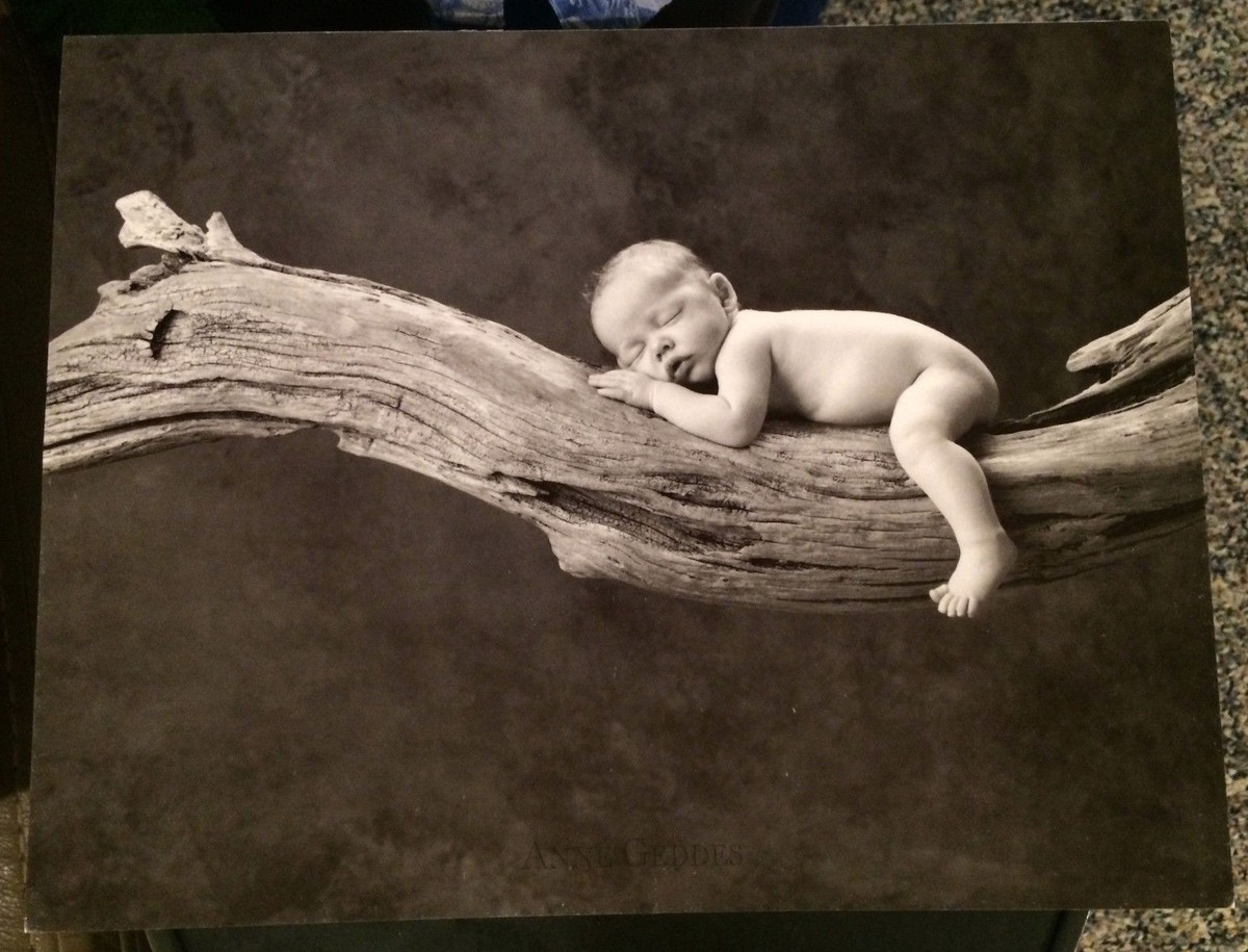 Anne Geddes SLEEPING LION Week Old Baby Sleeping on a Limb