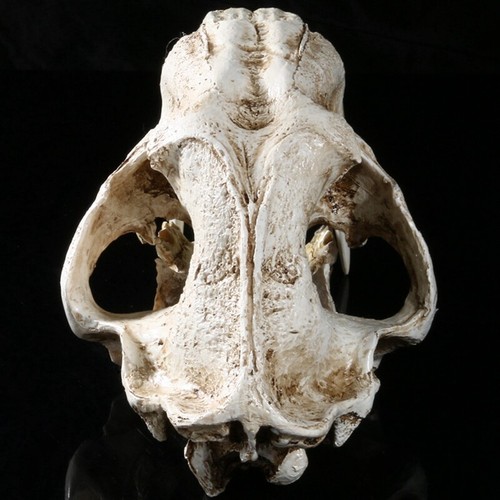 1:1 Size Ancient Animals Saber Tooth Cat Tiger Skull Sabertooth Smilodon - Picture 3 of 5