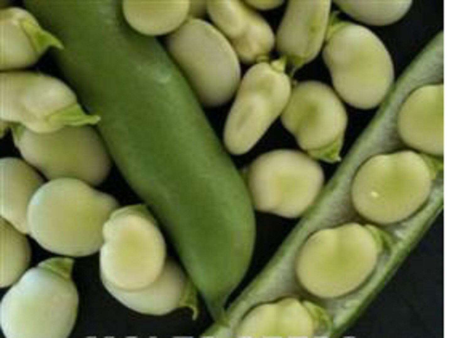 15 x broad bean plug plants choice of varieties pre order free postage