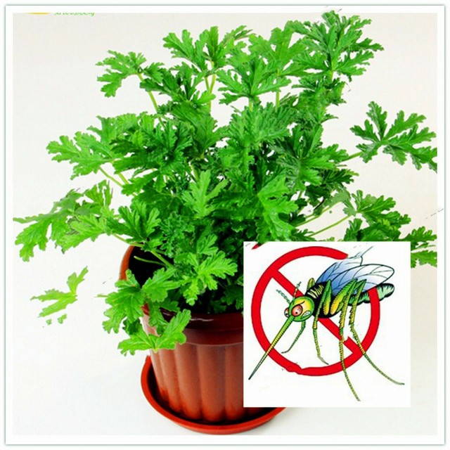 12 Patilargo Repellent Plants Garden Design 12 Patilargo Repellent Plants Garden Design