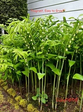 5 True Solomon’s Seal Tubers – Medicinal Woodland Wildflower Organic, Multiplies